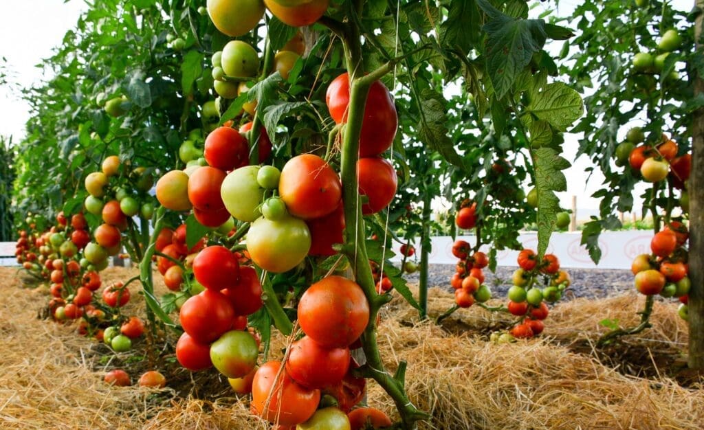 Tomate: o alimento versátil, rico em vitaminas e que pode prevenir doenças