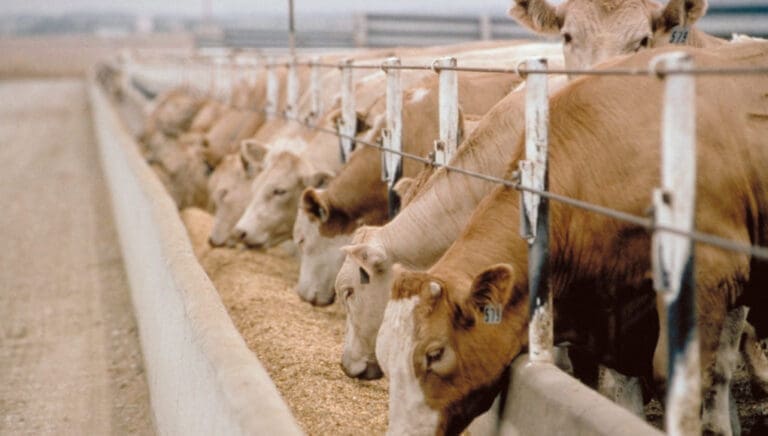 Alimentação de qualidade alavanca o processo de confinamento bovino
