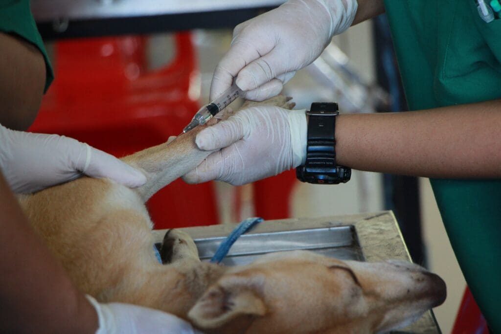 Como evitar dermatites no seu pet