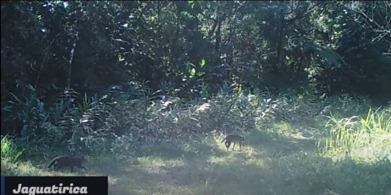 Jaguatirica e filhote são flagrados no Parque das Neblinas