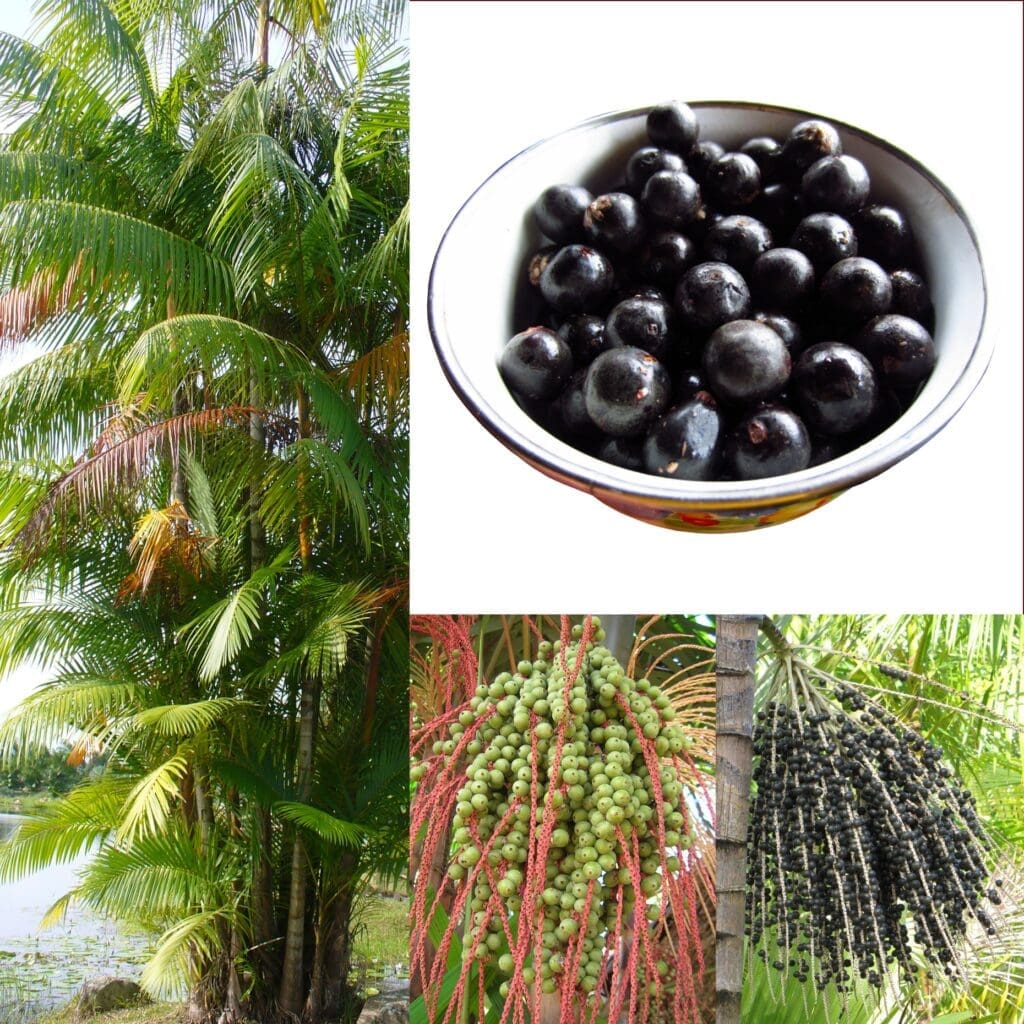Biomassa de açaí
