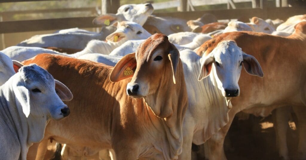 Animais da 1ª Prova de Eficiência e Performance Brahman serão leiloados no dia 18