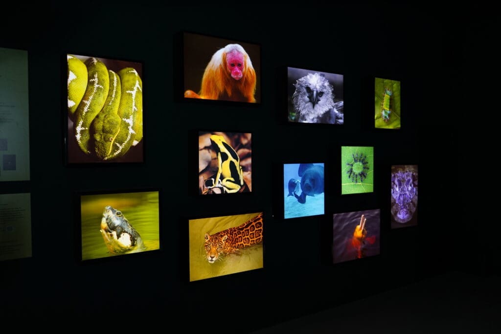 Coquetel marca lançamento da exposição “Amazônia Mundi” em Balneário Camboriú