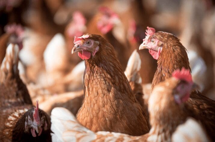 Nutrição de qualidade é fator-chave para aves de postura superarem estresse calórico, recomenda especialista