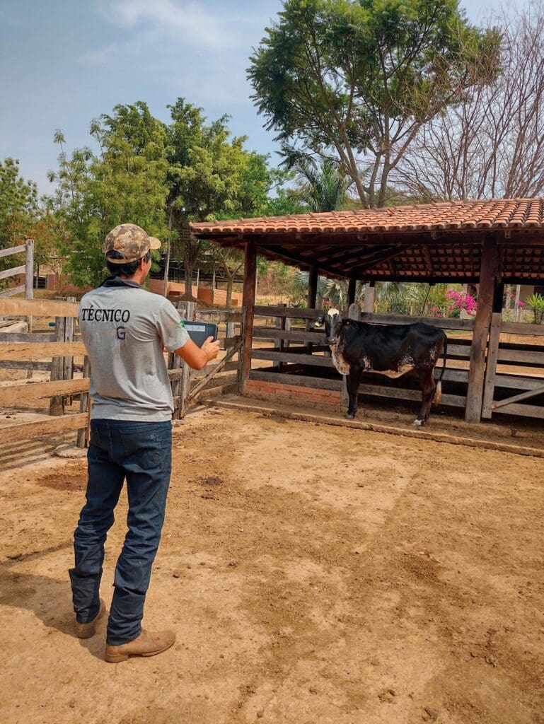 <strong>Associação de Girolando bate recorde de animais registrados</strong>