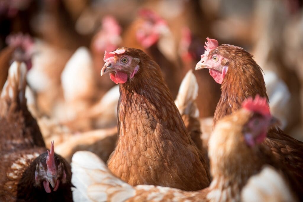 <strong>Manejo nutricional correto reduz estresse na fase de transferência de aves de postura</strong>