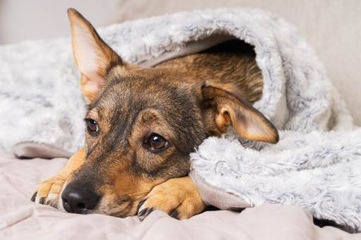 Campanha do Agasalho Pet beneficiará mais de 100 ONGs parceiras da Cobasi