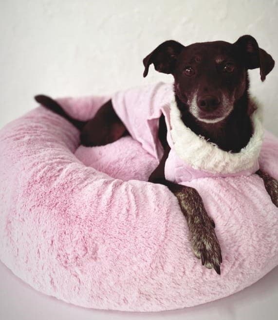 <strong>Hora de Relaxar! Cama Nuvem faz sucesso com os Pets</strong>