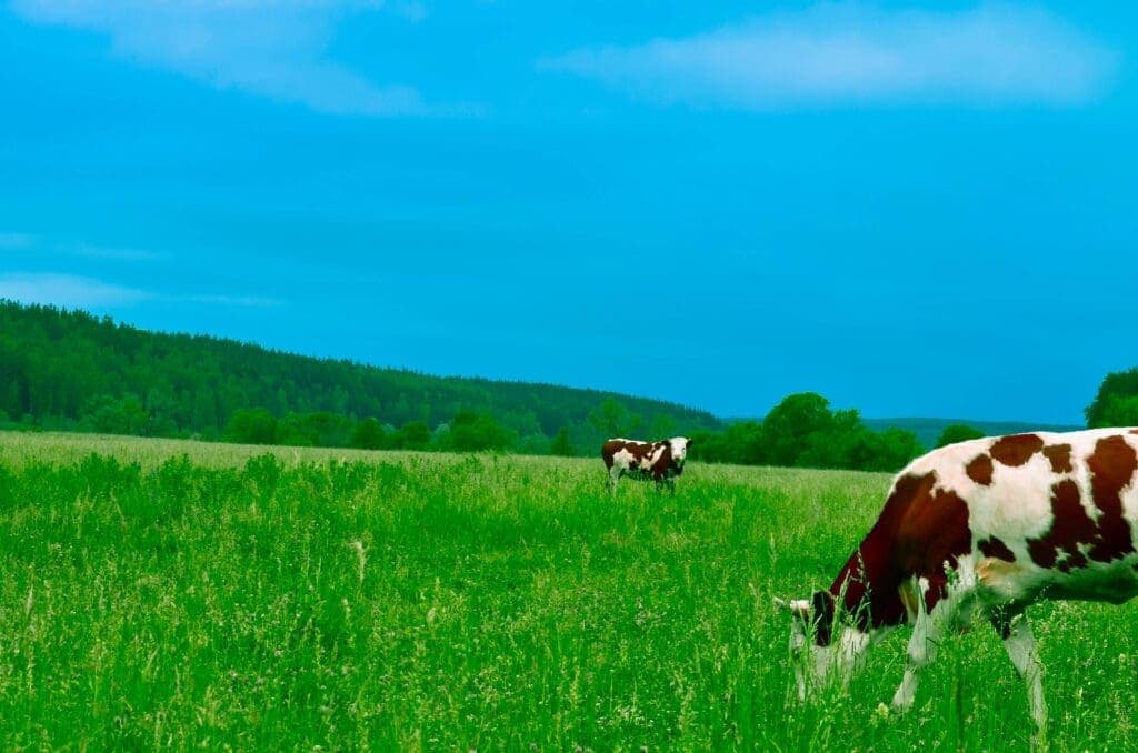 <strong>Combate às doenças entéricas na bovinocultura exige manejo nutricional desde o pré-parto</strong>