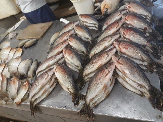 Acondicionamento de pescado comercializado em uma das principais feira do centro de manaus