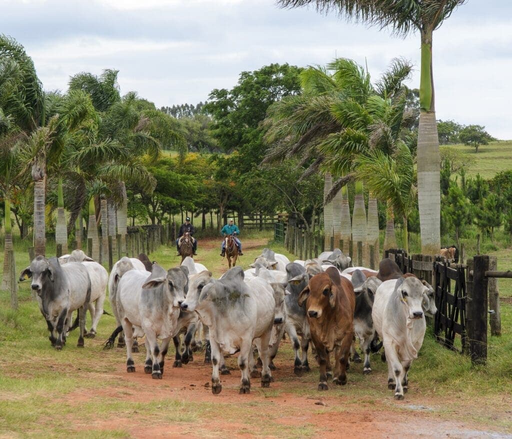 Leilão Virtual Brahman/BoicomBula movimenta quase R$ 700 mil