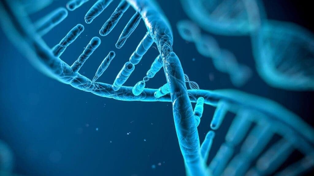 Análise molecular evolutiva do gene MHC-DRB1 em primatas