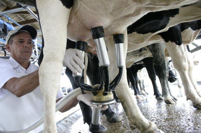 Preço do leite sobe menos que os custos. Nutrição de qualidade e assistência técnica ajudam a manter alta produtividade