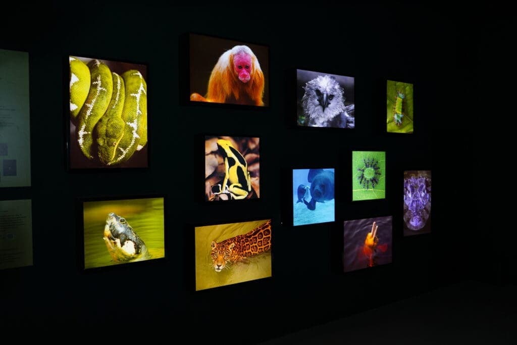 Coquetel marca lançamento da exposição “Amazônia Mundi” em Balneário Camboriú
