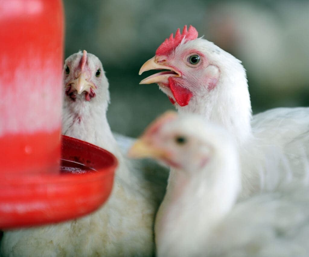 Vital, água desempenha papéis importantes na composição, peso e funcionamento do organismo de aves