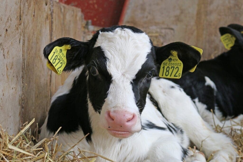 <strong>Substituição do leite de vaca por sucedâneos lácteos potencializa desempenho zootécnico das bezerras</strong>