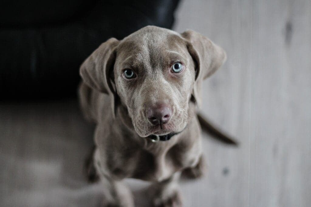 O meu cachorro