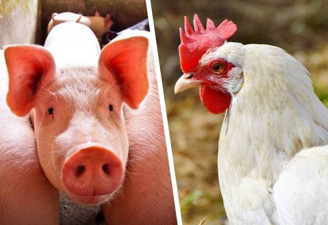 SANTalks #Biosecurity reúne os principais especialistas no assunto
