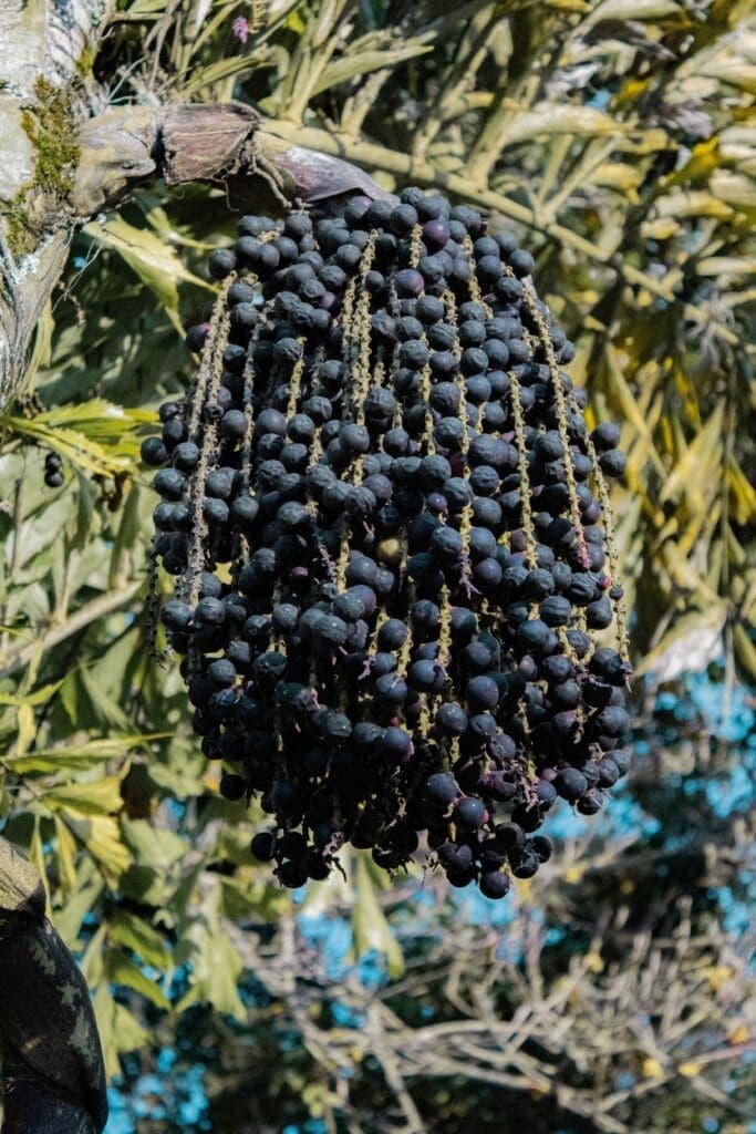 Geografia: práticas de ensino nas relações de produção, comercialização e globalização do açaí