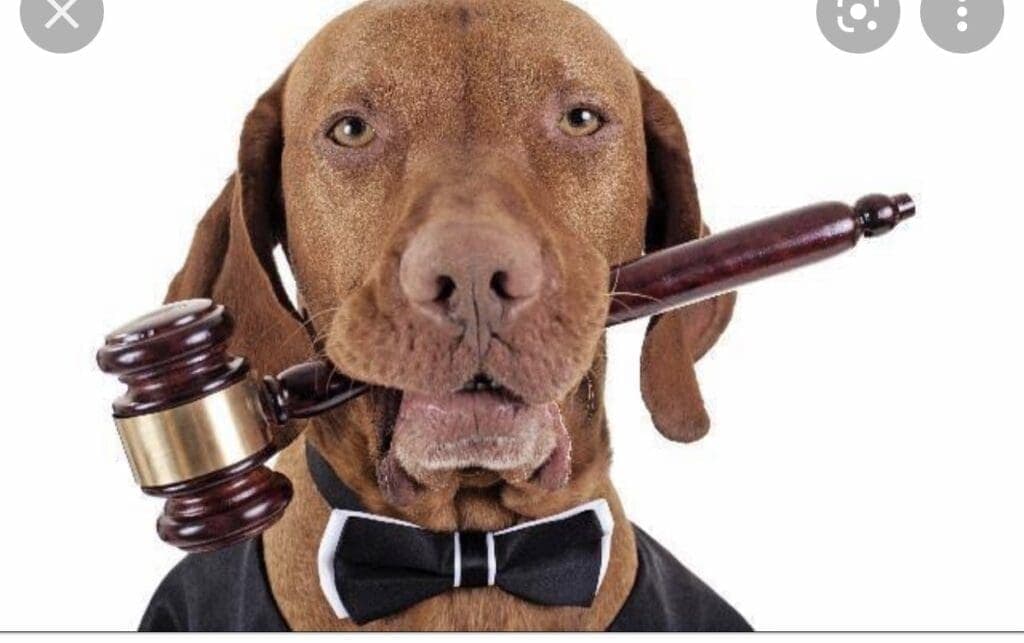 Os animais domésticos como sujeitos de direitos no ordenamento jurídico brasileiro: uma análise normativa e jurisprudencial