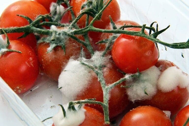 Boas práticas em serviços de alimentação: doenças transmitidas por alimentos (DTAs)