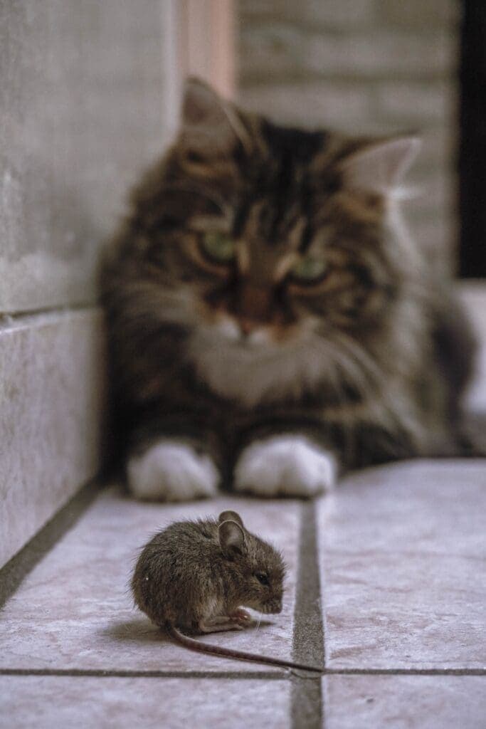 Os gatos e os ratos