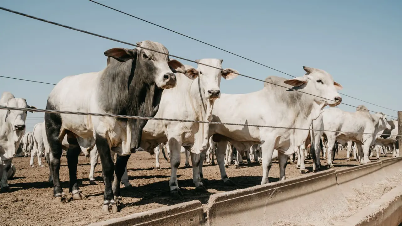 confina-brasil-gado-confinado-Capacidade-produtiva-na-Bahia-e-no-Norte-de-Minas-Gerais-mostram-diversidade-positiva-da-pecuaria-constata-Confina-Brasil-foto-agromovies-1