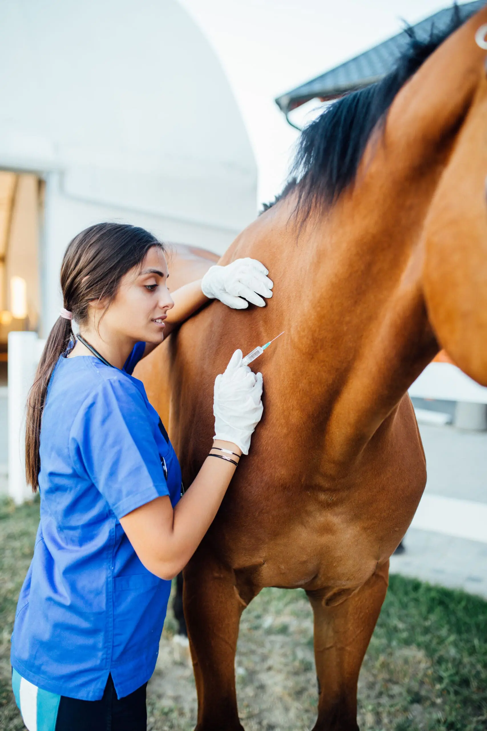 Vet,Giving,Injection,To,A,Horse.