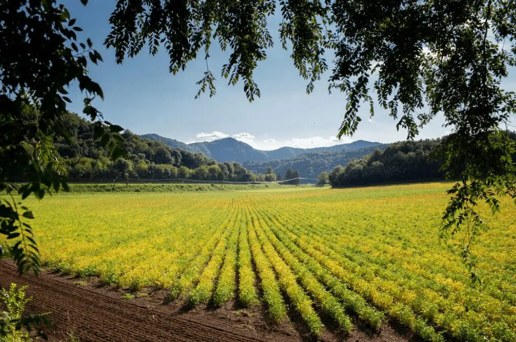 adjuvantes para fungicidas tipos de adjuvantes o que e adjuvante agrícola adjuvantes para herbicidas adjuvante agrícola para que serve tipos de adjuvantes agrícolas adjuvantes agrícolas pdf óleo mineral adjuvante