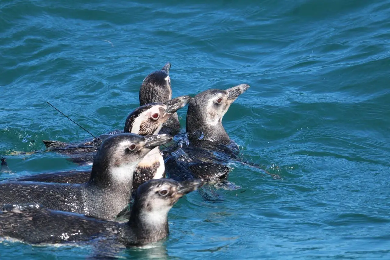Soltura Pinguins 06_10_25 - Instituto Albatroz - Gabriela Bezerra (5)