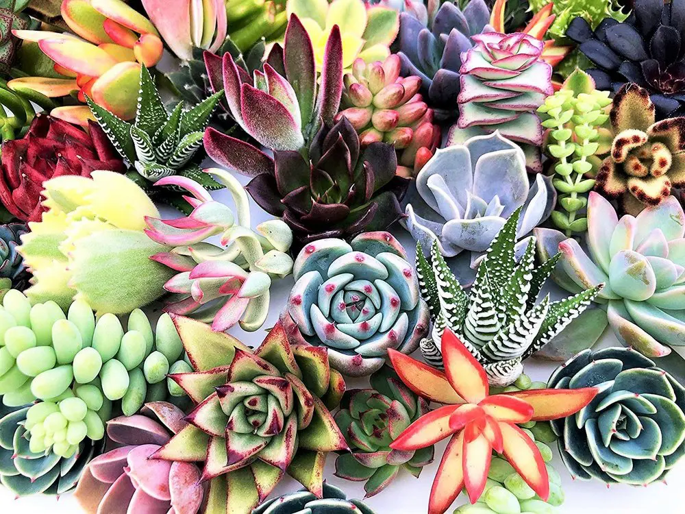 No mundo das suculentas...