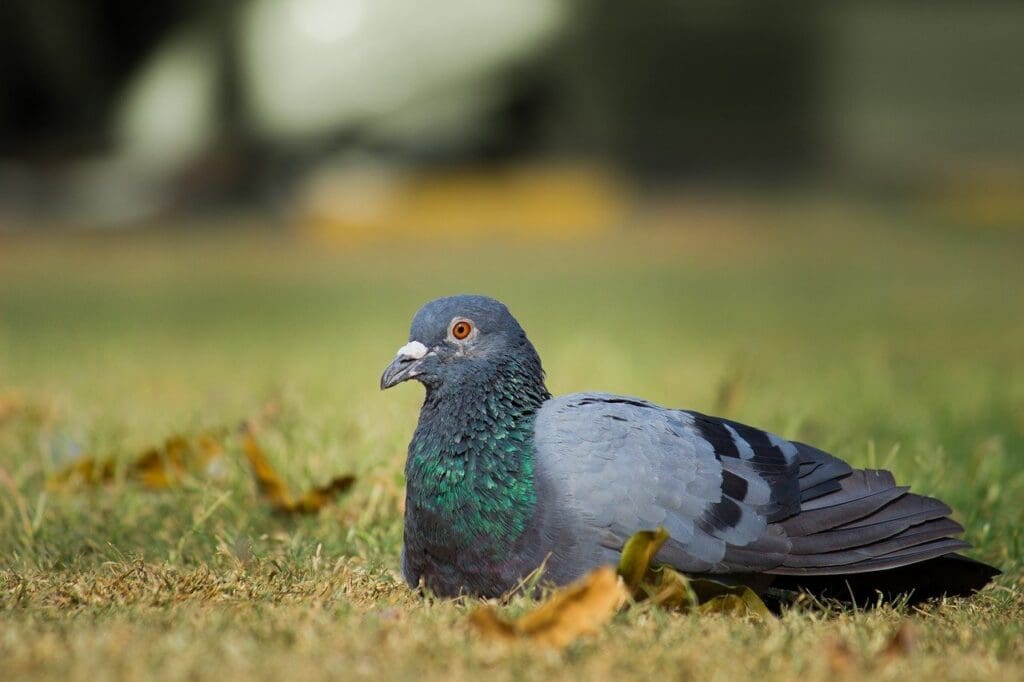 Um pombo verde acinzentado no meio de nós