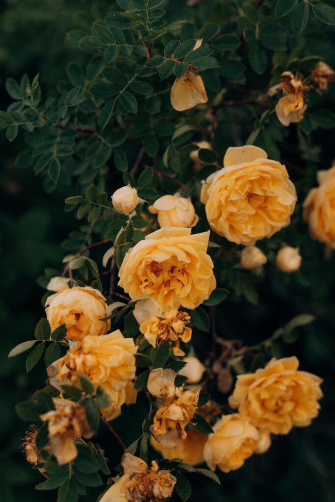 A roseira