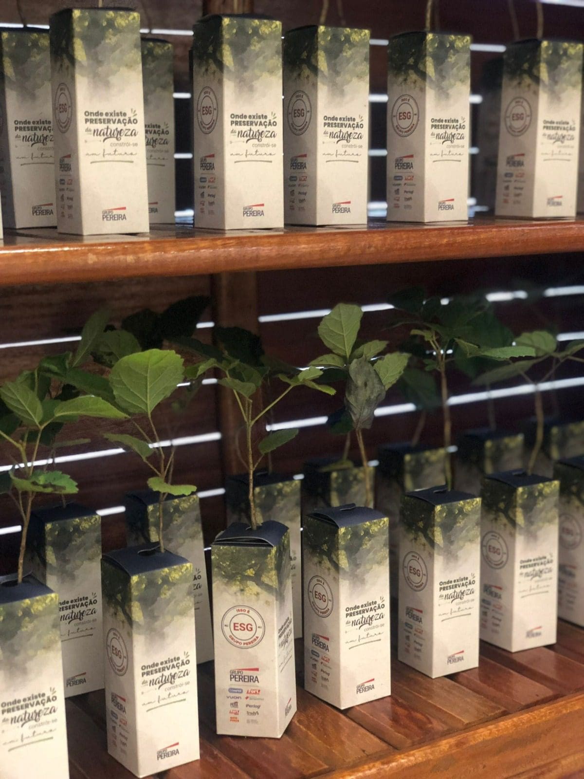 Grupo pereira doa árvores