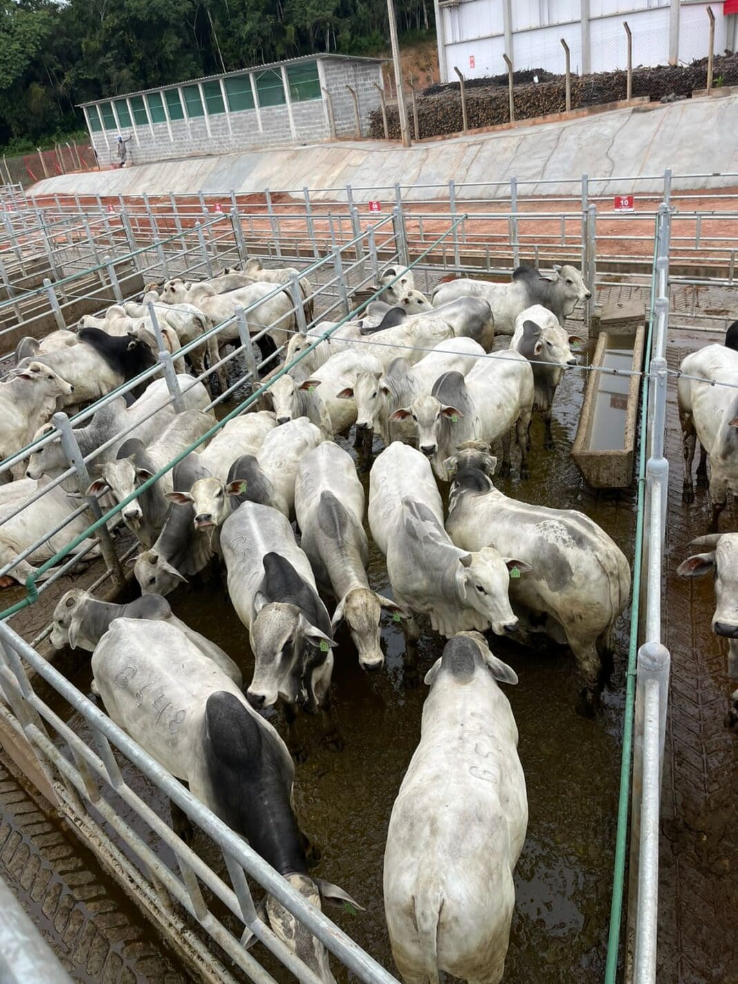 ACNB-Teixeira-de-Freitas-BA-recebe-a-14-etapa-nacional-do-Circuito-Nelore-de-Qualidade-2024-foto-divulgacao