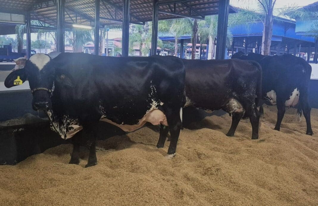 Animais Girolando chegam à Expoleite
