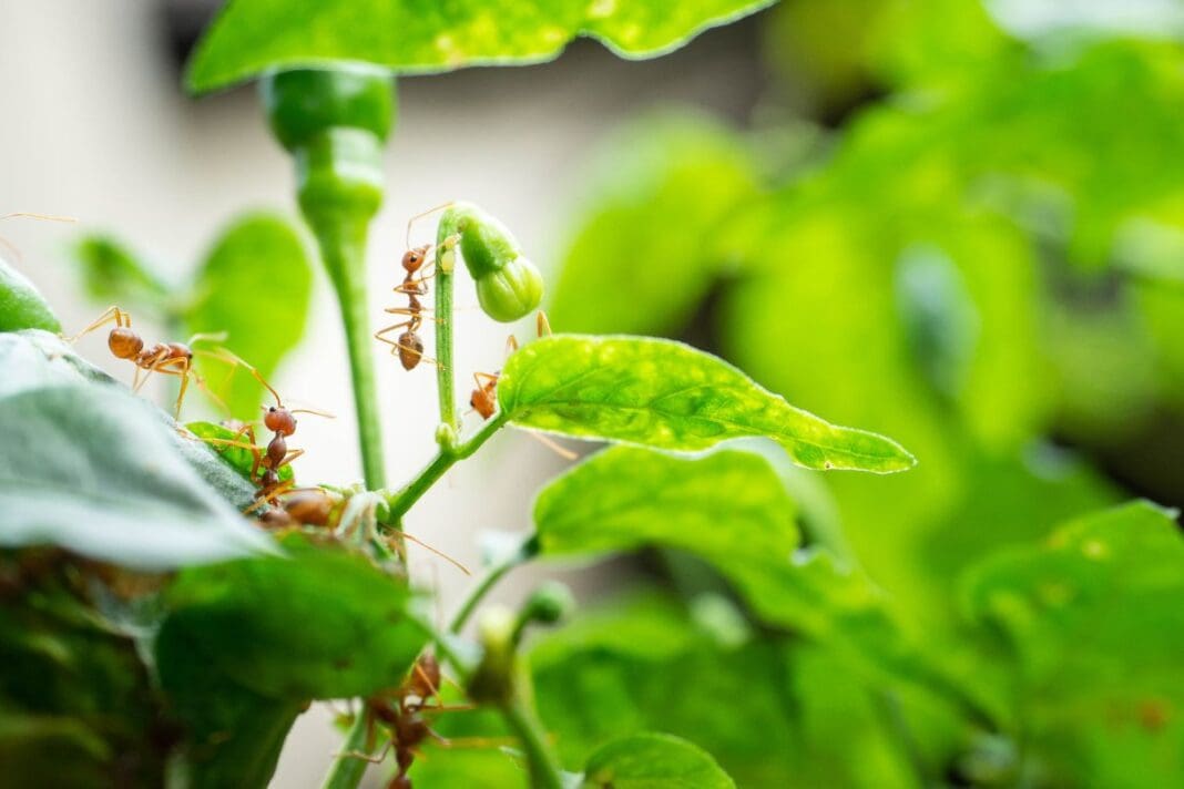 Barreira Caseira para acabar com formigas