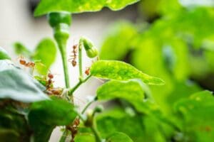 Barreira Caseira para acabar com formigas