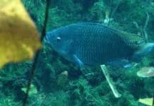 Aditivo natural melhora o desempenho zootécnico de tilápias-do-Nilo (Oreochromis niloticus) na fase de crescimento