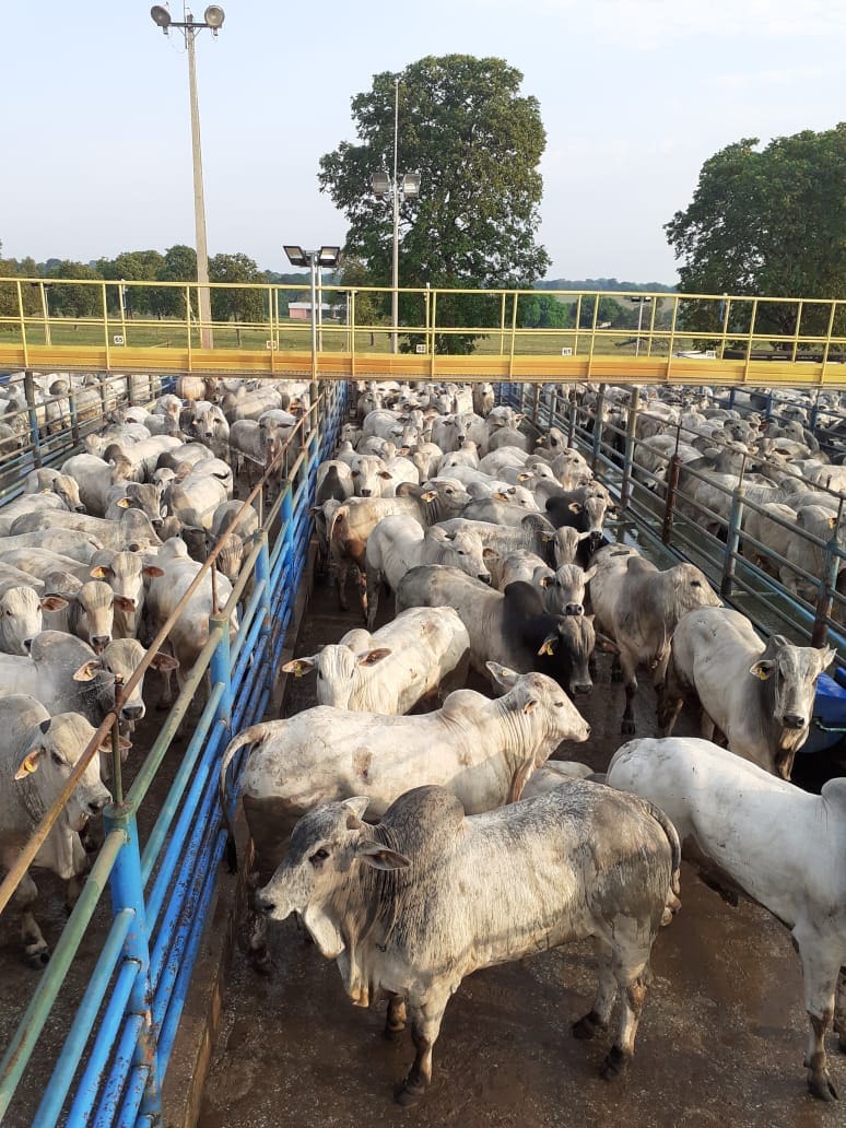 acnb-Mais-de-1600-machos-participaram-da-18-etapa-do-Circuito-Nelore-de-Qualidade-2021-em-Mozarlandia-GO-foto-divulgacao