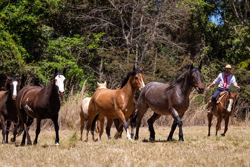 vetoquinol-cavalos-foto-wenderson-araujo-cna