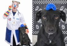 Suporte emocional pet: Cachorra Rockita em treinamento para realizar ações em hospitais