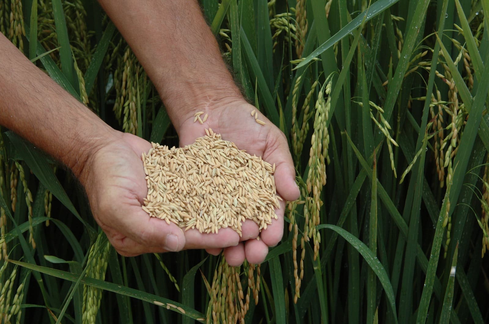 Urbano realiza a 8ª abertura da Colheita de Arroz de Santa Catarina _ Foto Aires Mariga (Epagri)
