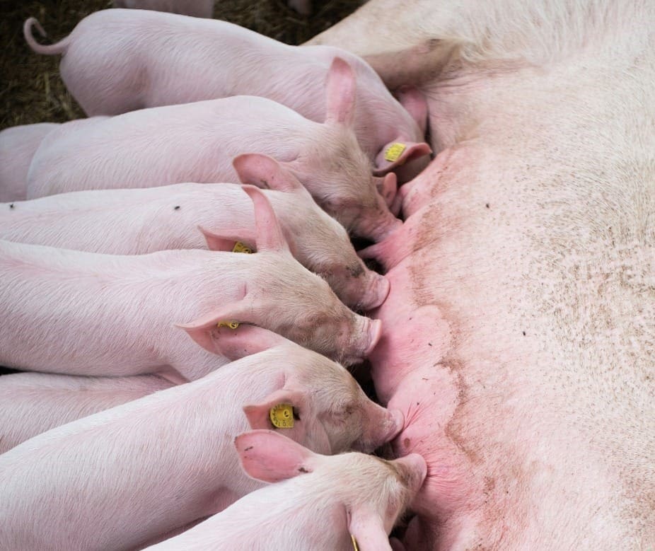 auster-cuidados-com-femeas-suinas-lactacao-impacto-arraçoamento-maternidade-foto-divulgacao-auster