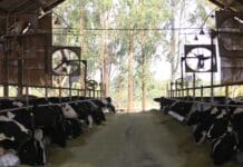 Raça Girolando bate três recordes de registros